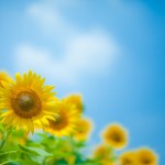 夏季休業のお知らせ
